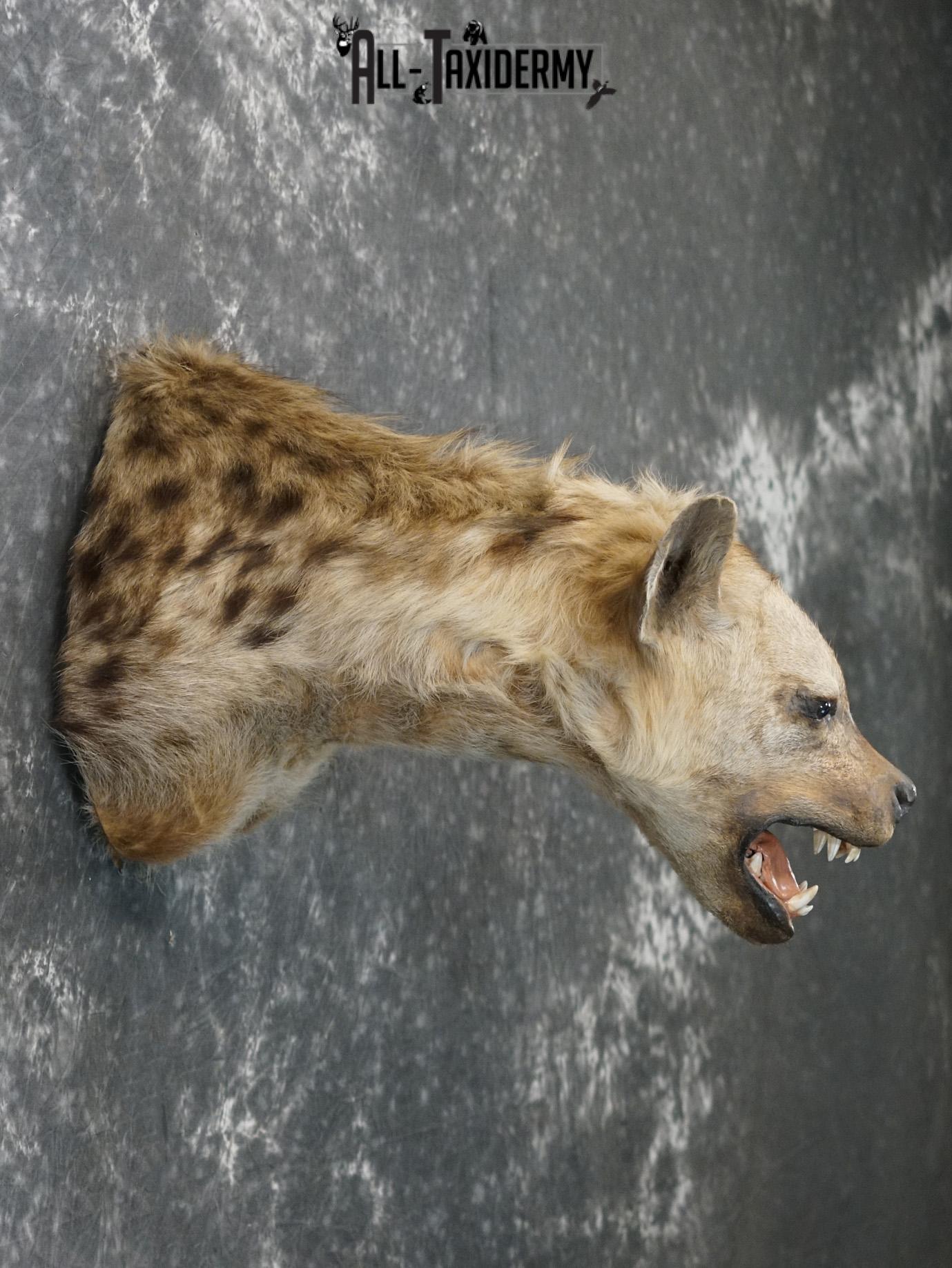 African Spotted Hyena Taxidermy Shoulder Mount for sale SKU 2206 - Image 5