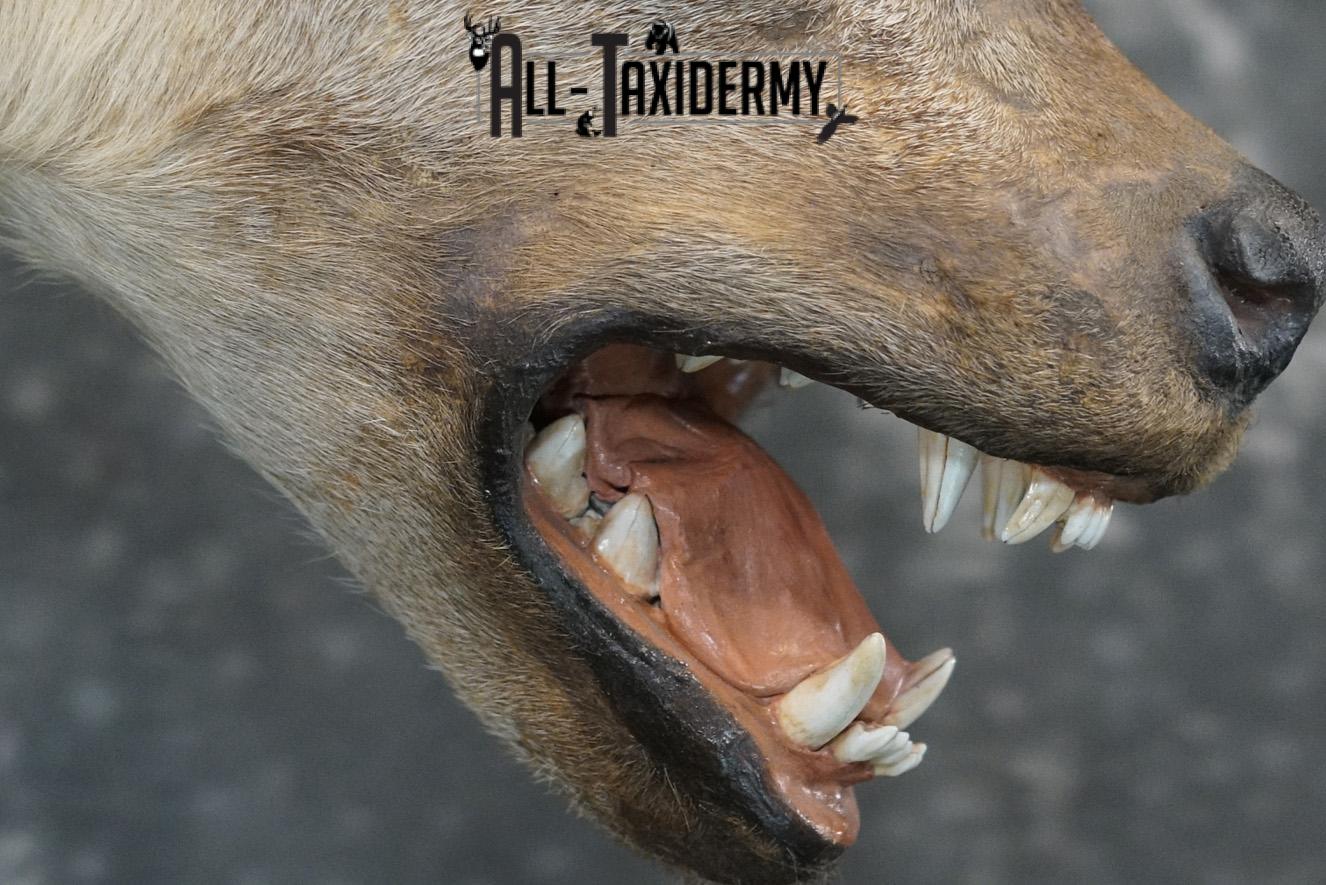 African Spotted Hyena Taxidermy Shoulder Mount for sale SKU 2206 - Image 4