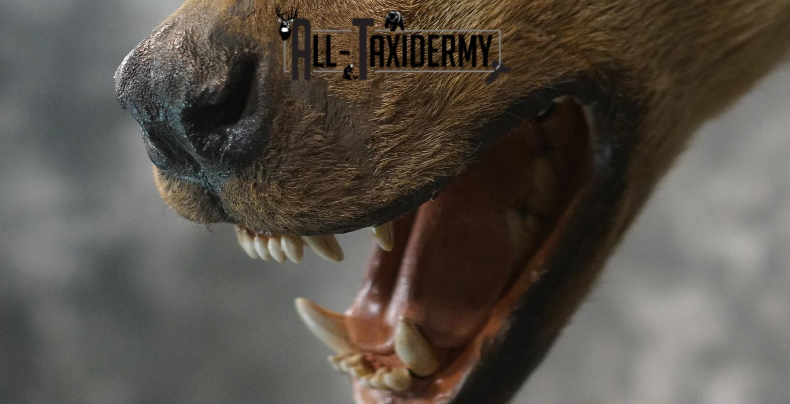 African Spotted Hyena Taxidermy Shoulder Mount for sale SKU 2206 - Image 3