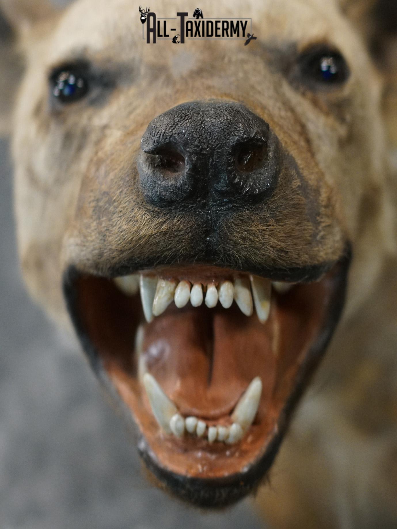 African Spotted Hyena Taxidermy Shoulder Mount for sale SKU 2206 - Image 2