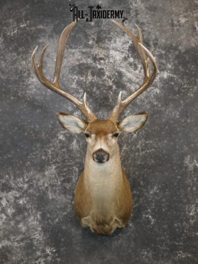 5x4 Desert Mule deer SILVER taxidermy mount for sale SKU 2179