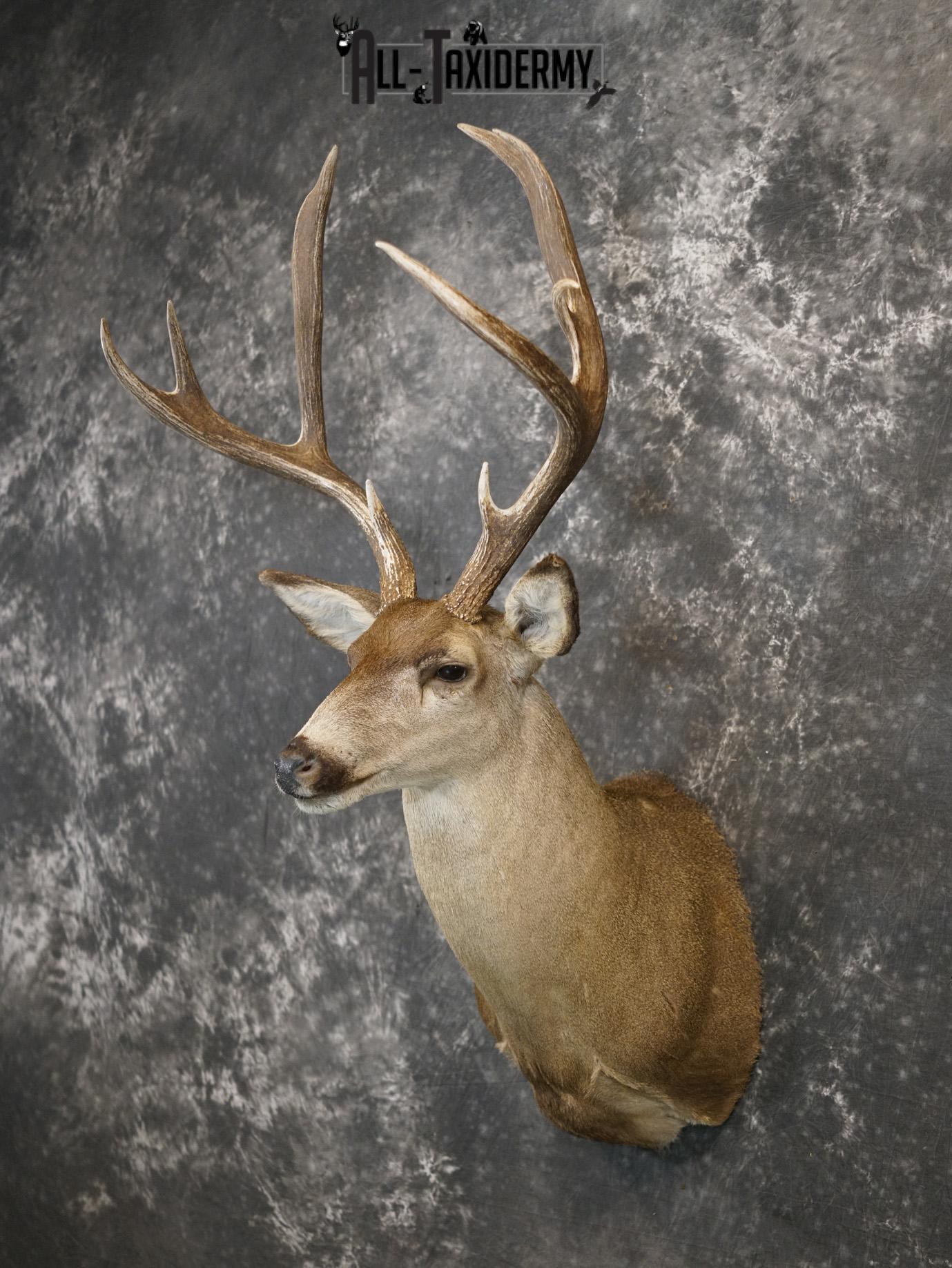 5x4 Desert Mule deer SILVER taxidermy mount for sale SKU 2179 - Image 8