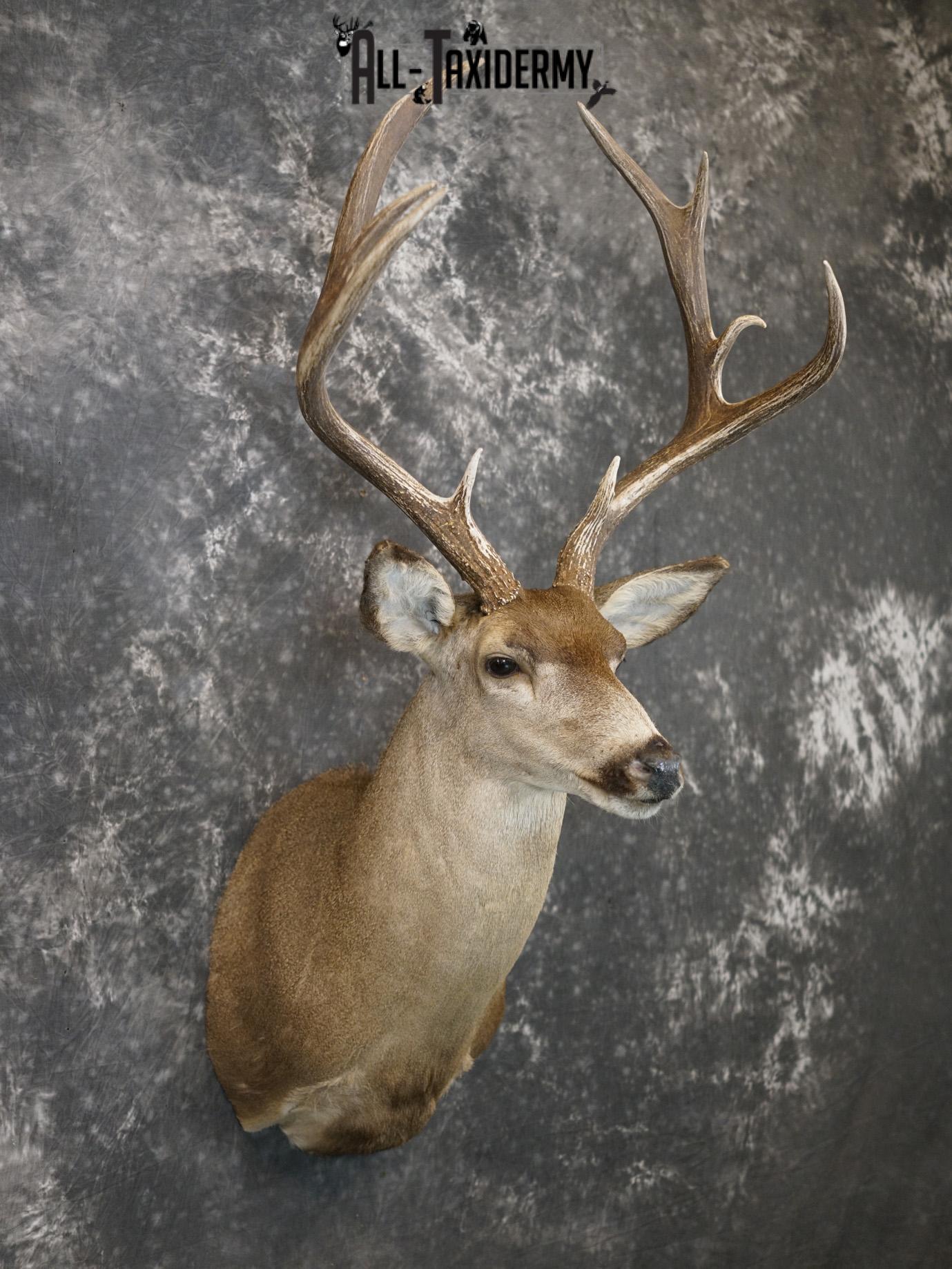 5x4 Desert Mule deer SILVER taxidermy mount for sale SKU 2179 - Image 6