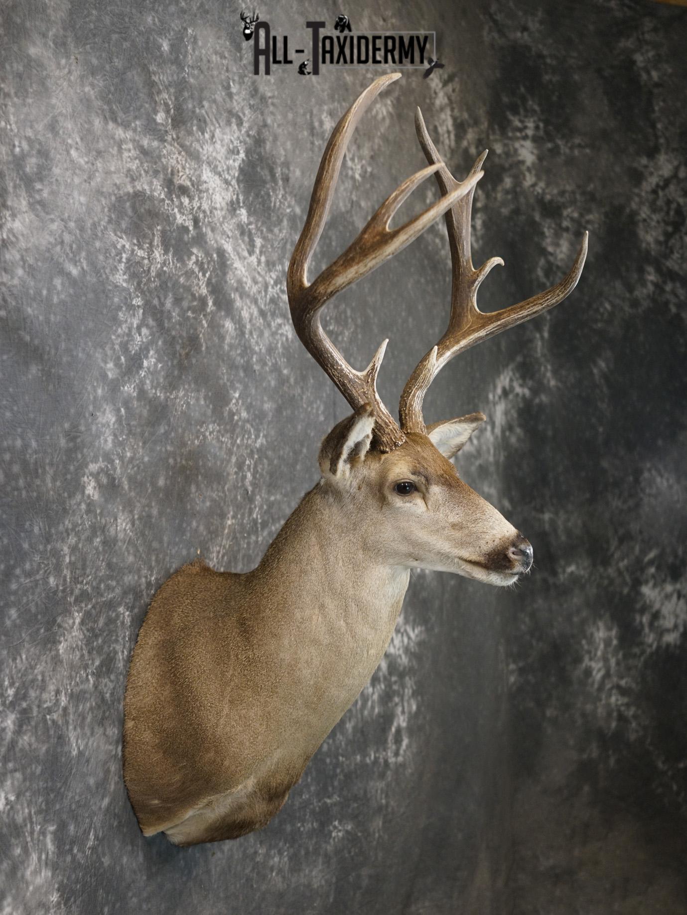 5x4 Desert Mule deer SILVER taxidermy mount for sale SKU 2179 - Image 5