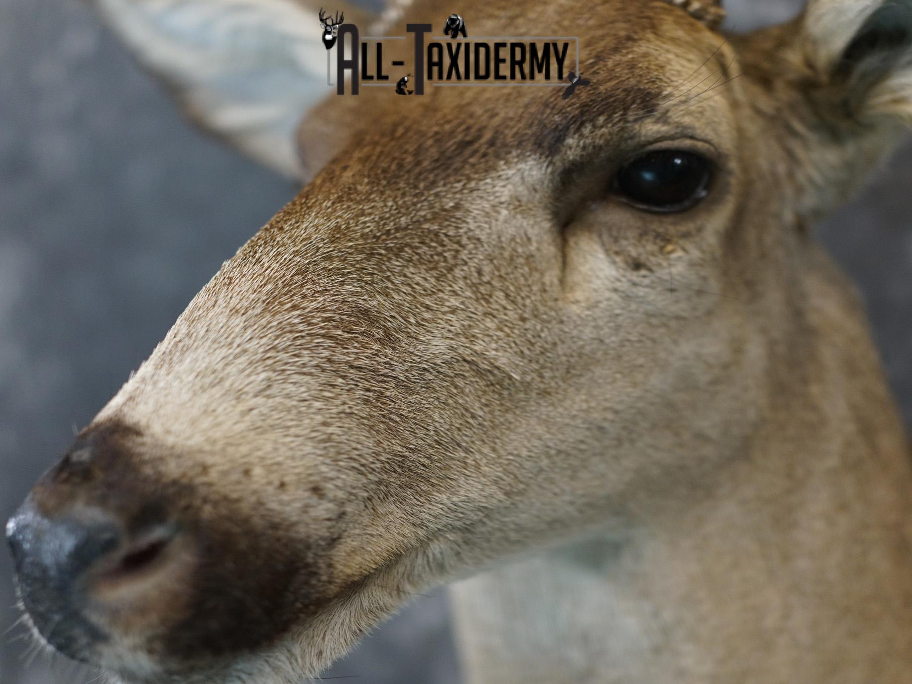 5x4 Desert Mule deer SILVER taxidermy mount for sale SKU 2179 - Image 3