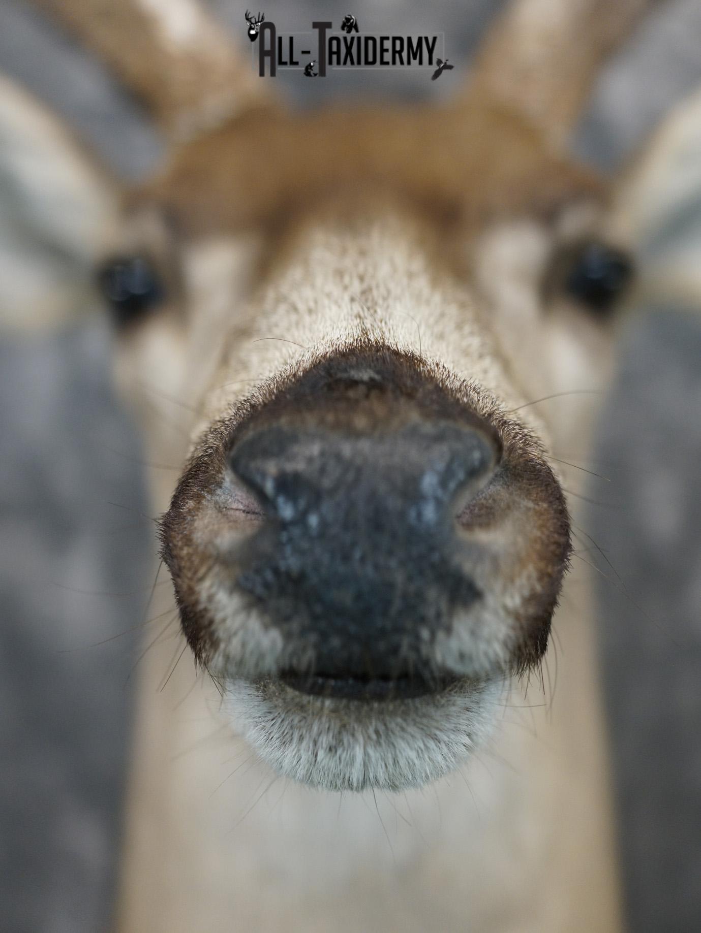 5x4 Desert Mule deer SILVER taxidermy mount for sale SKU 2179 - Image 2