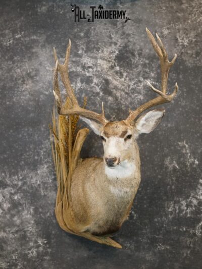 6x6 Mule deer taxidermy BRONZE shoulder mount for sale SKU 2180