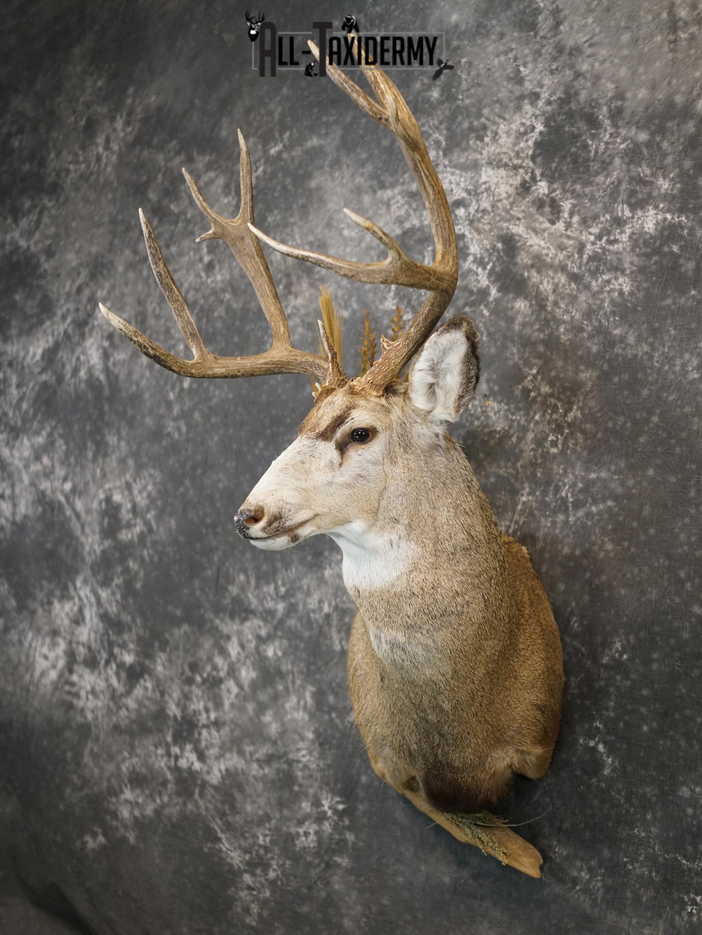 6x6 Mule deer taxidermy BRONZE shoulder mount for sale SKU 2180 - Image 10