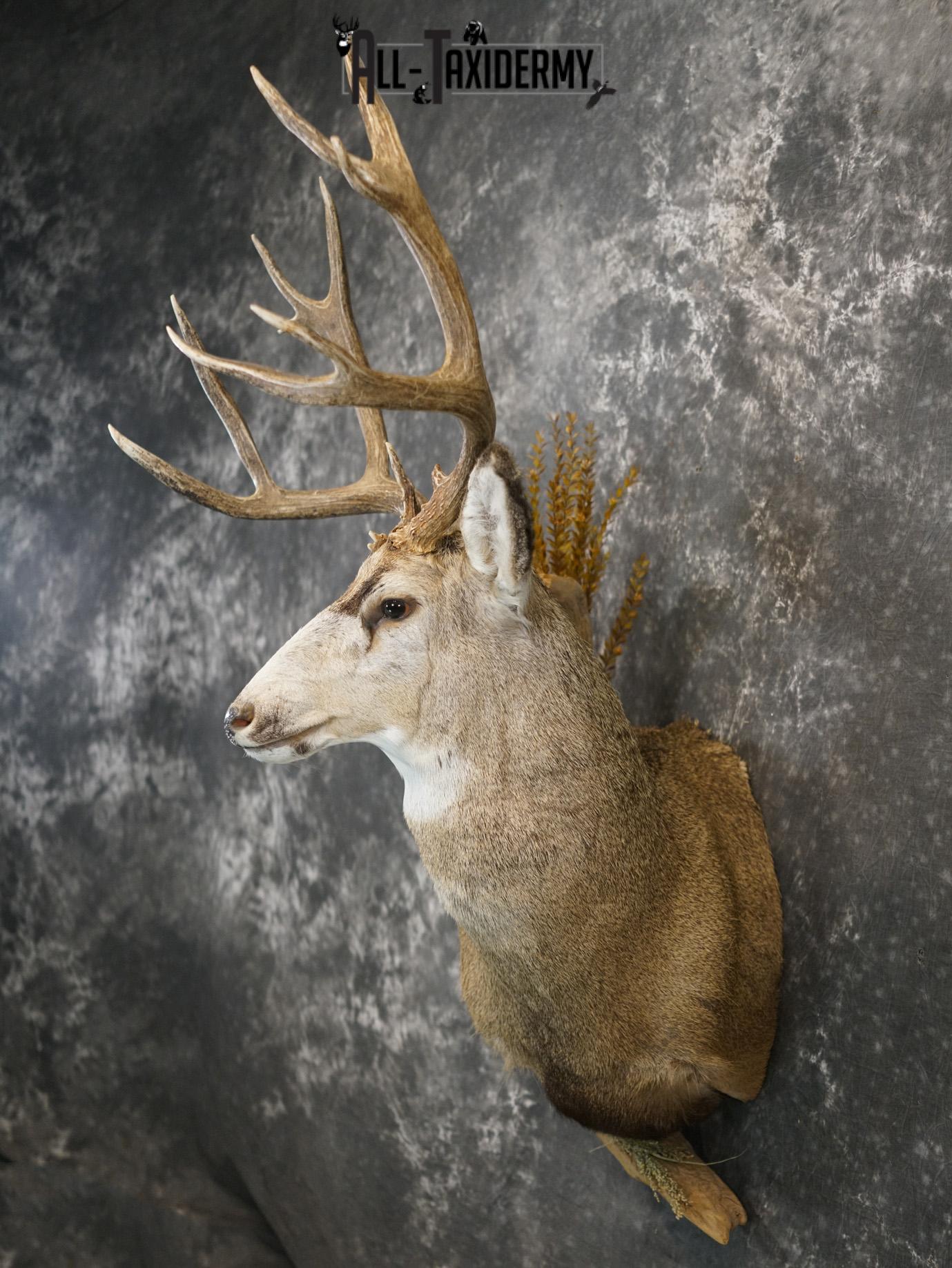 6x6 Mule deer taxidermy BRONZE shoulder mount for sale SKU 2180 - Image 9