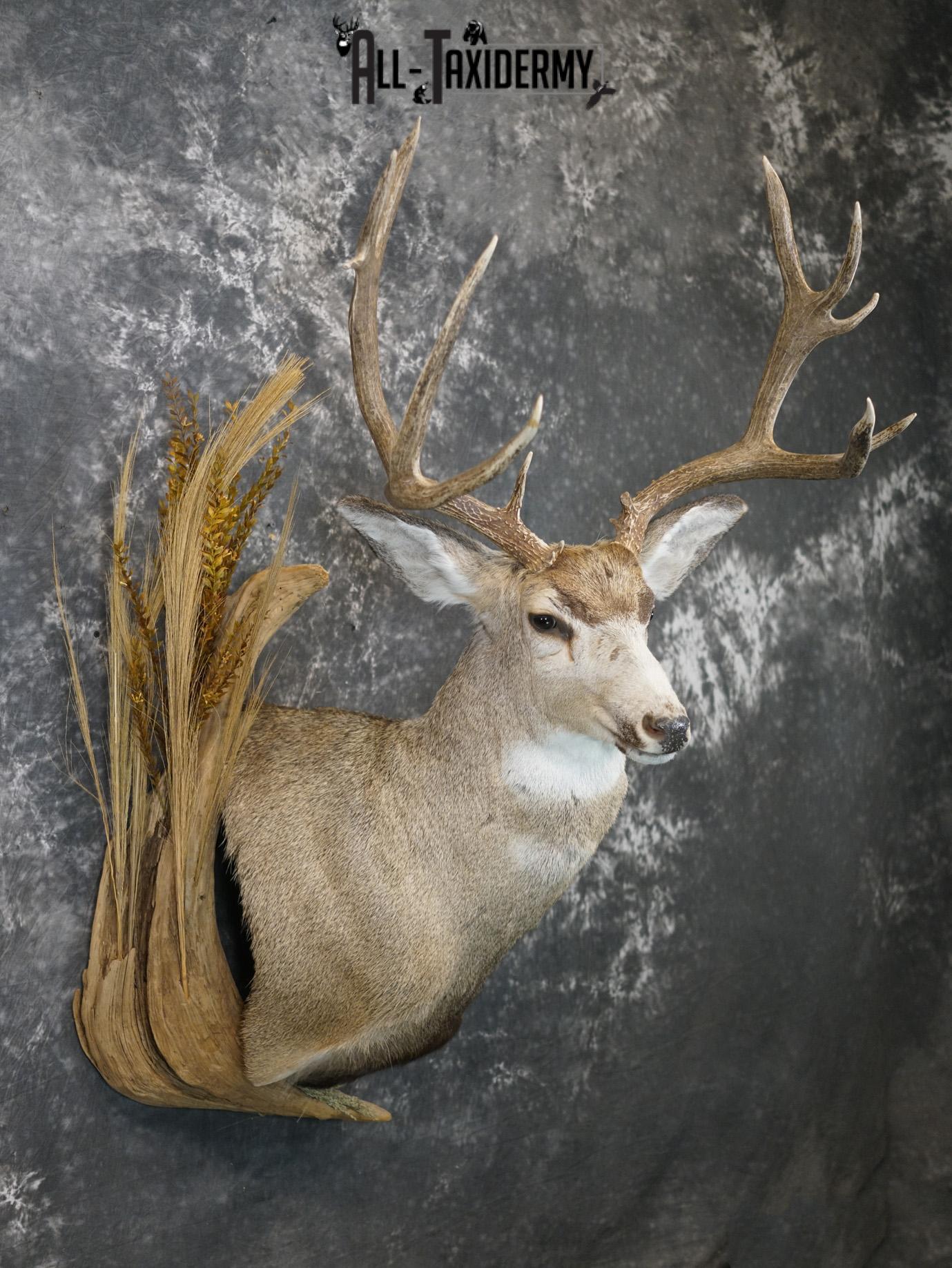 6x6 Mule deer taxidermy BRONZE shoulder mount for sale SKU 2180 - Image 8