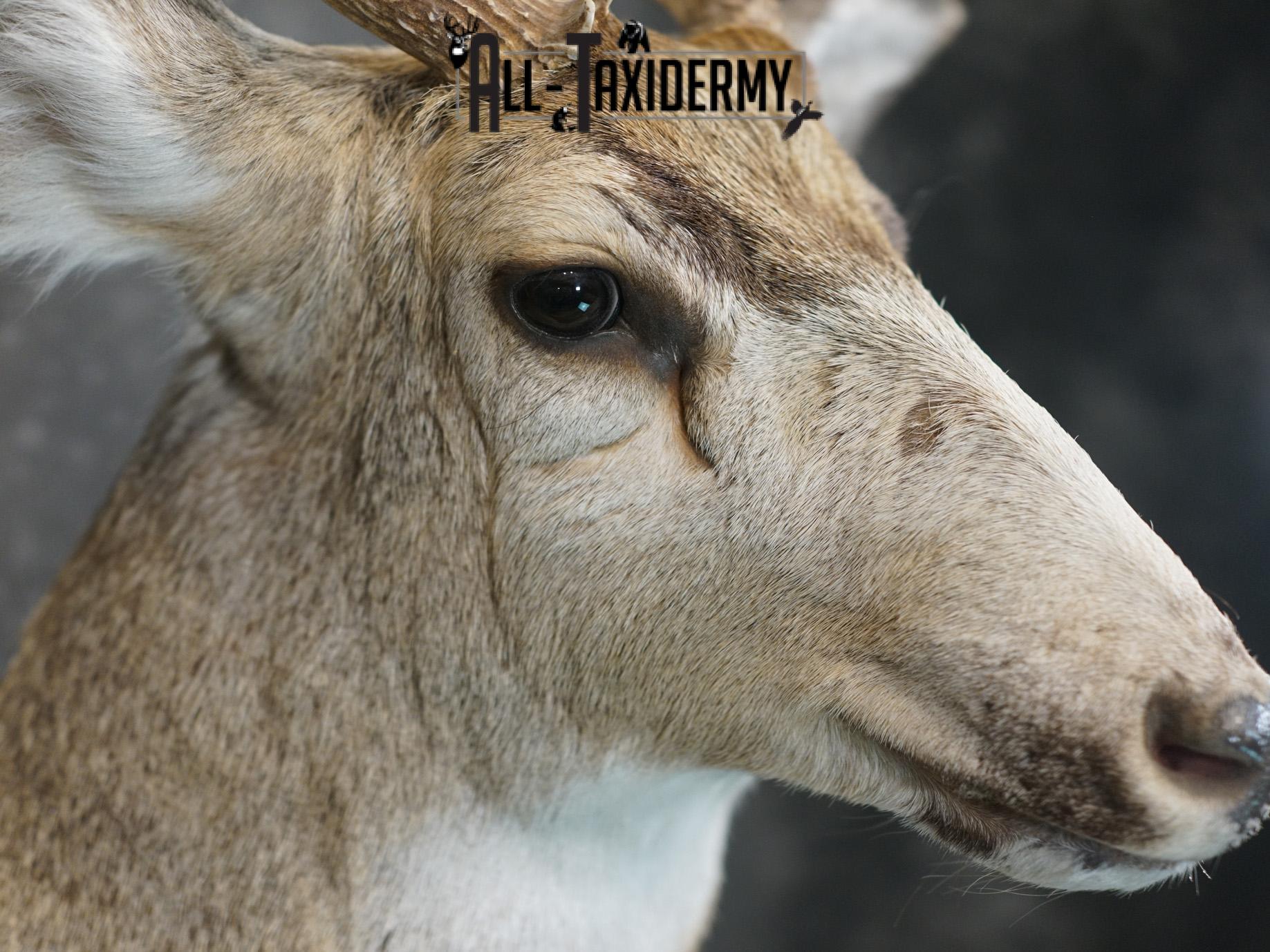 6x6 Mule deer taxidermy BRONZE shoulder mount for sale SKU 2180 - Image 7