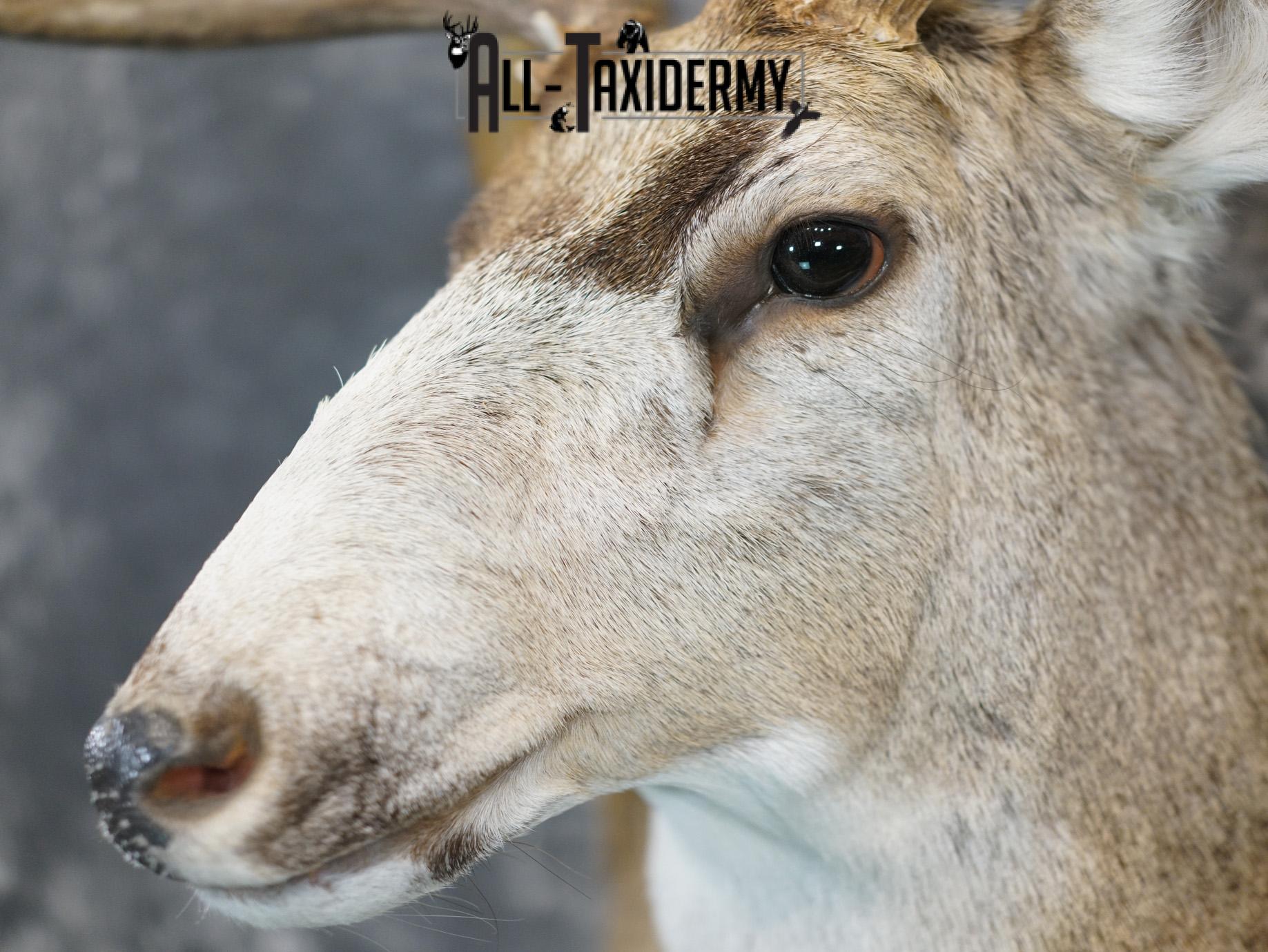 6x6 Mule deer taxidermy BRONZE shoulder mount for sale SKU 2180 - Image 6