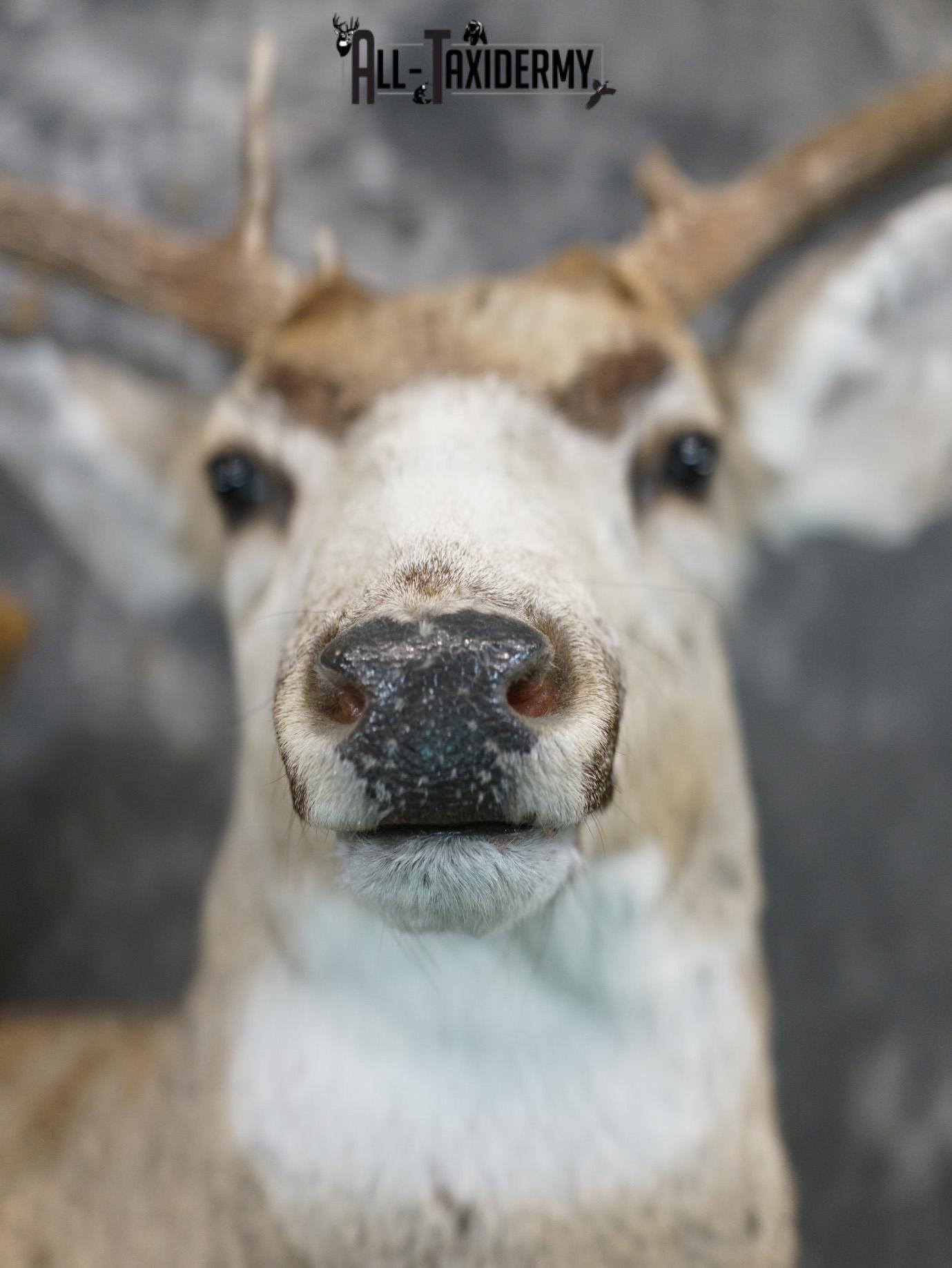 6x6 Mule deer taxidermy BRONZE shoulder mount for sale SKU 2180 - Image 5