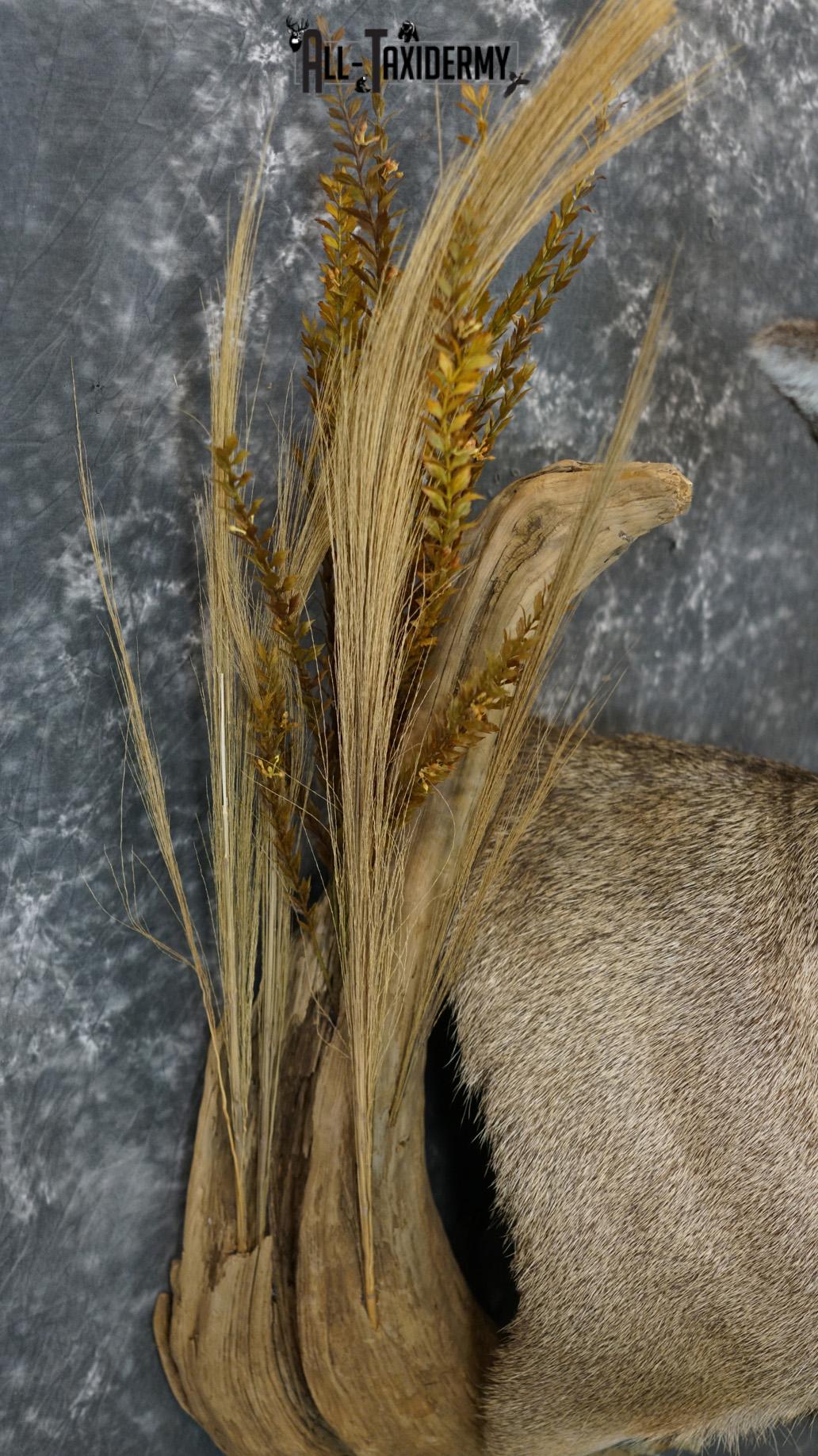 6x6 Mule deer taxidermy BRONZE shoulder mount for sale SKU 2180 - Image 4