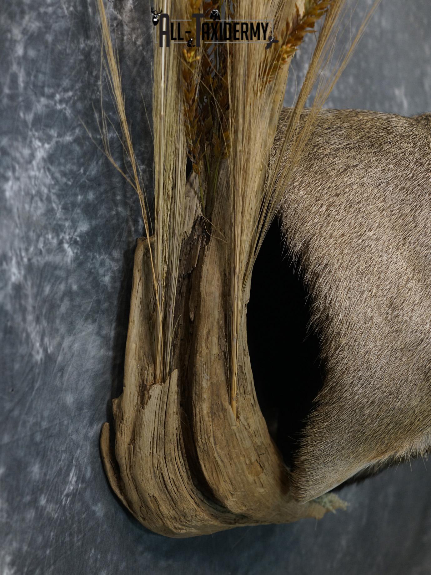 6x6 Mule deer taxidermy BRONZE shoulder mount for sale SKU 2180 - Image 3