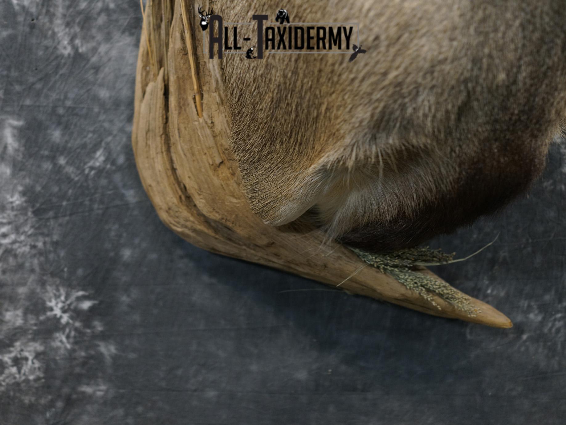 6x6 Mule deer taxidermy BRONZE shoulder mount for sale SKU 2180 - Image 2