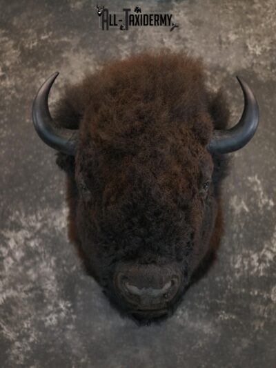 Bison Taxidermy HUGE Shoulder mount for Sale SKU 1477
