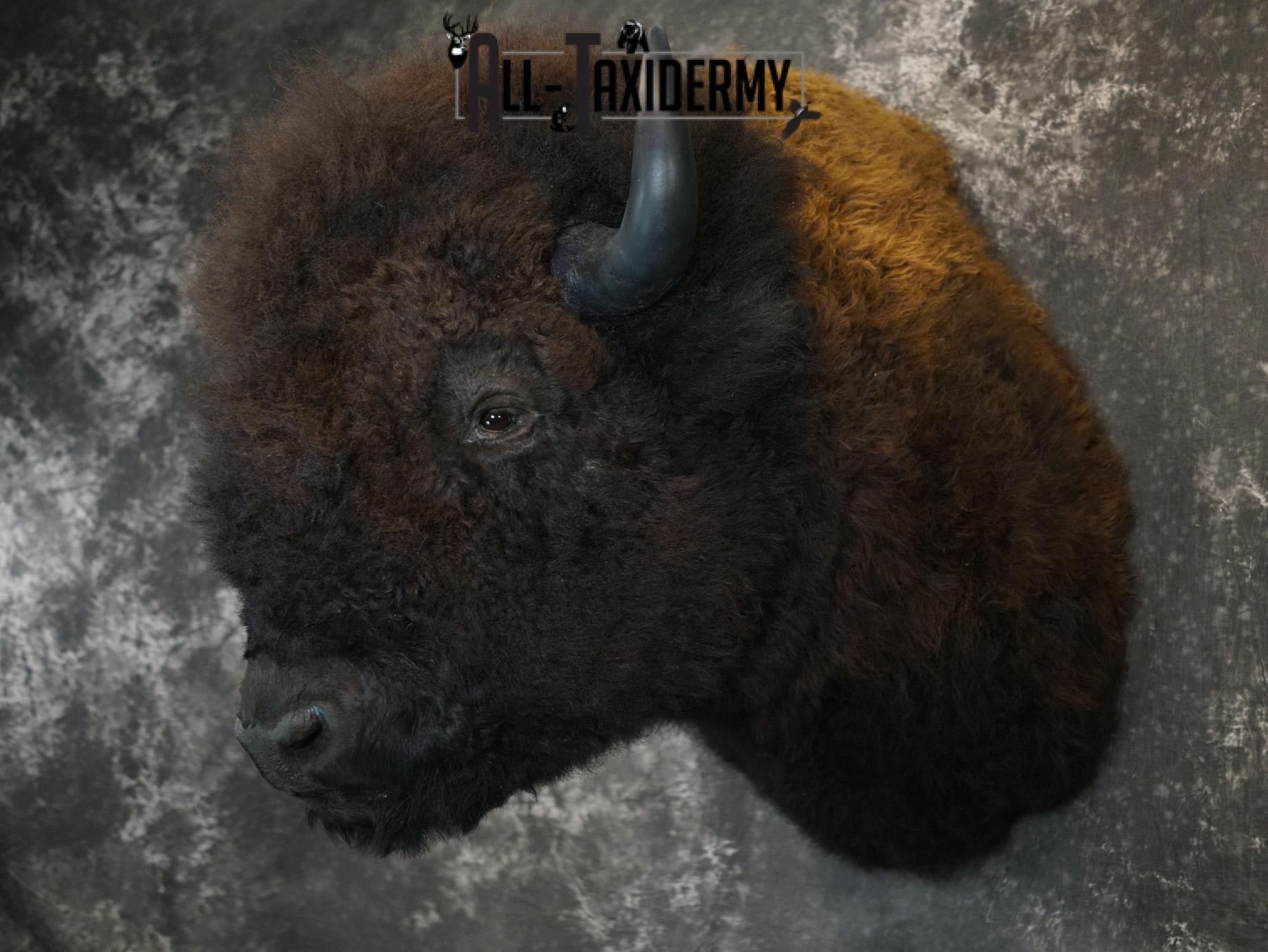 Bison Taxidermy HUGE Shoulder mount for Sale SKU 1477 - Image 13