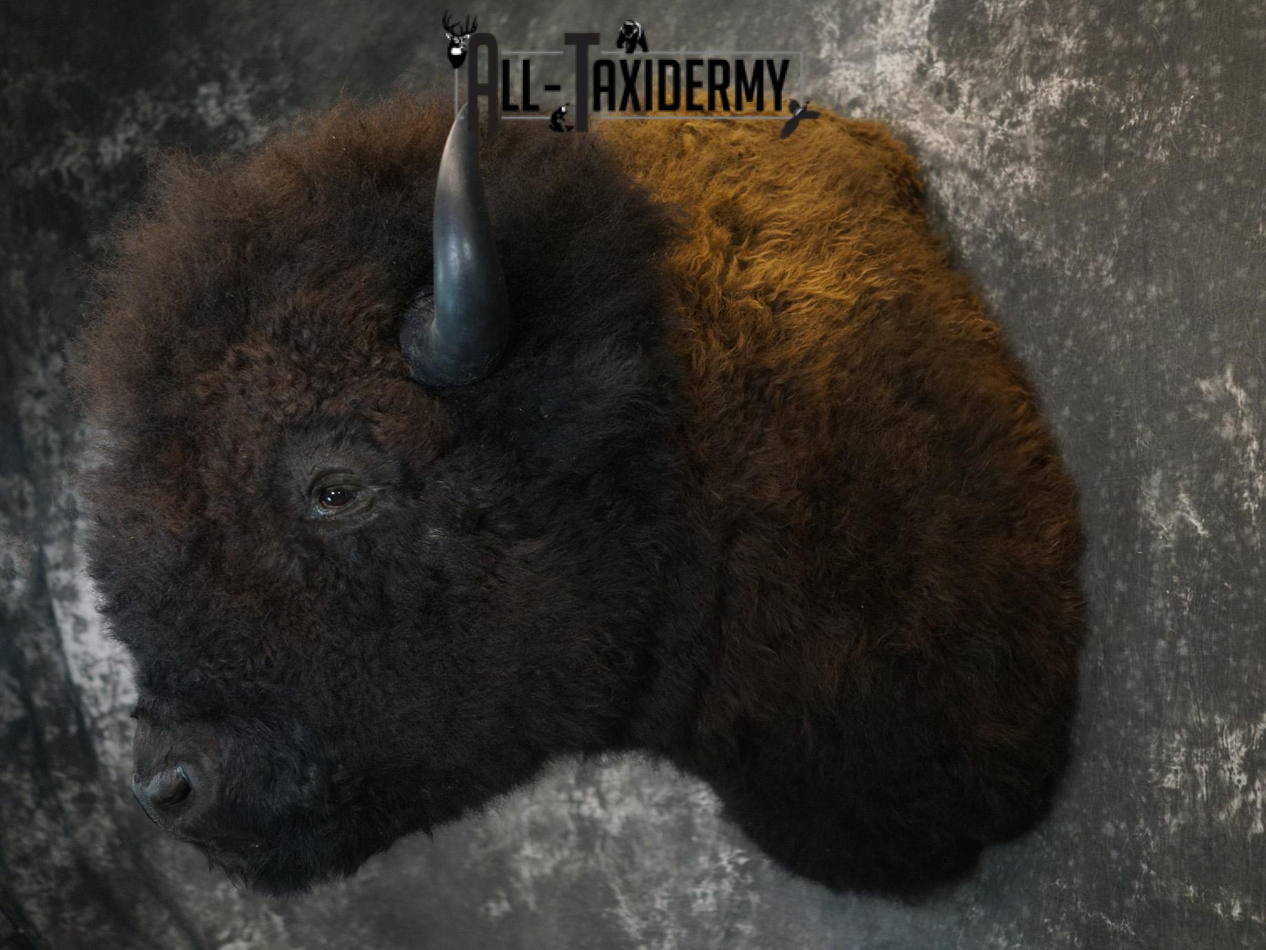 Bison Taxidermy HUGE Shoulder mount for Sale SKU 1477 - Image 12