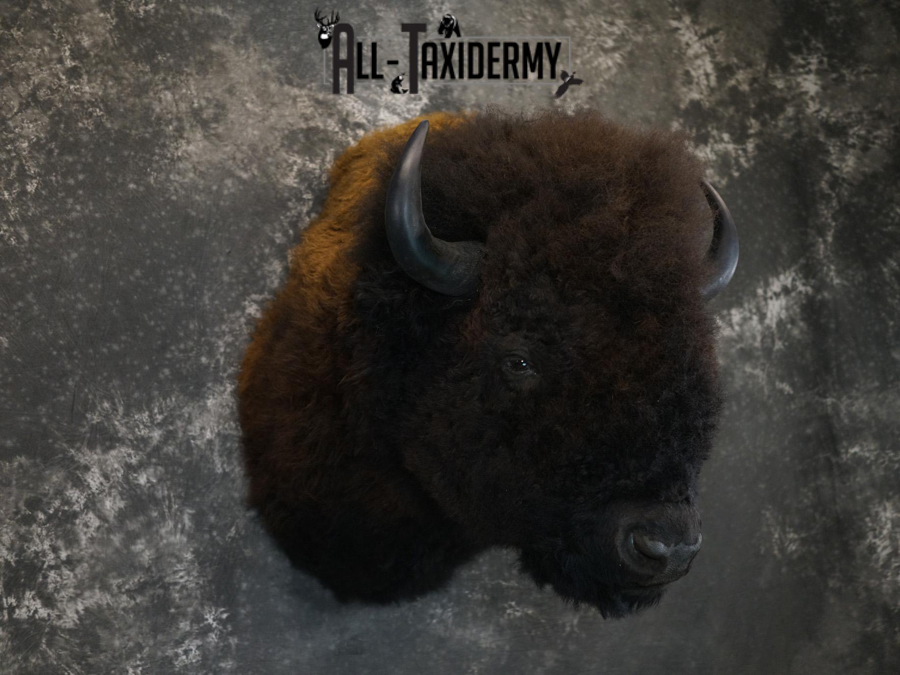 Bison Taxidermy HUGE Shoulder mount for Sale SKU 1477 - Image 11