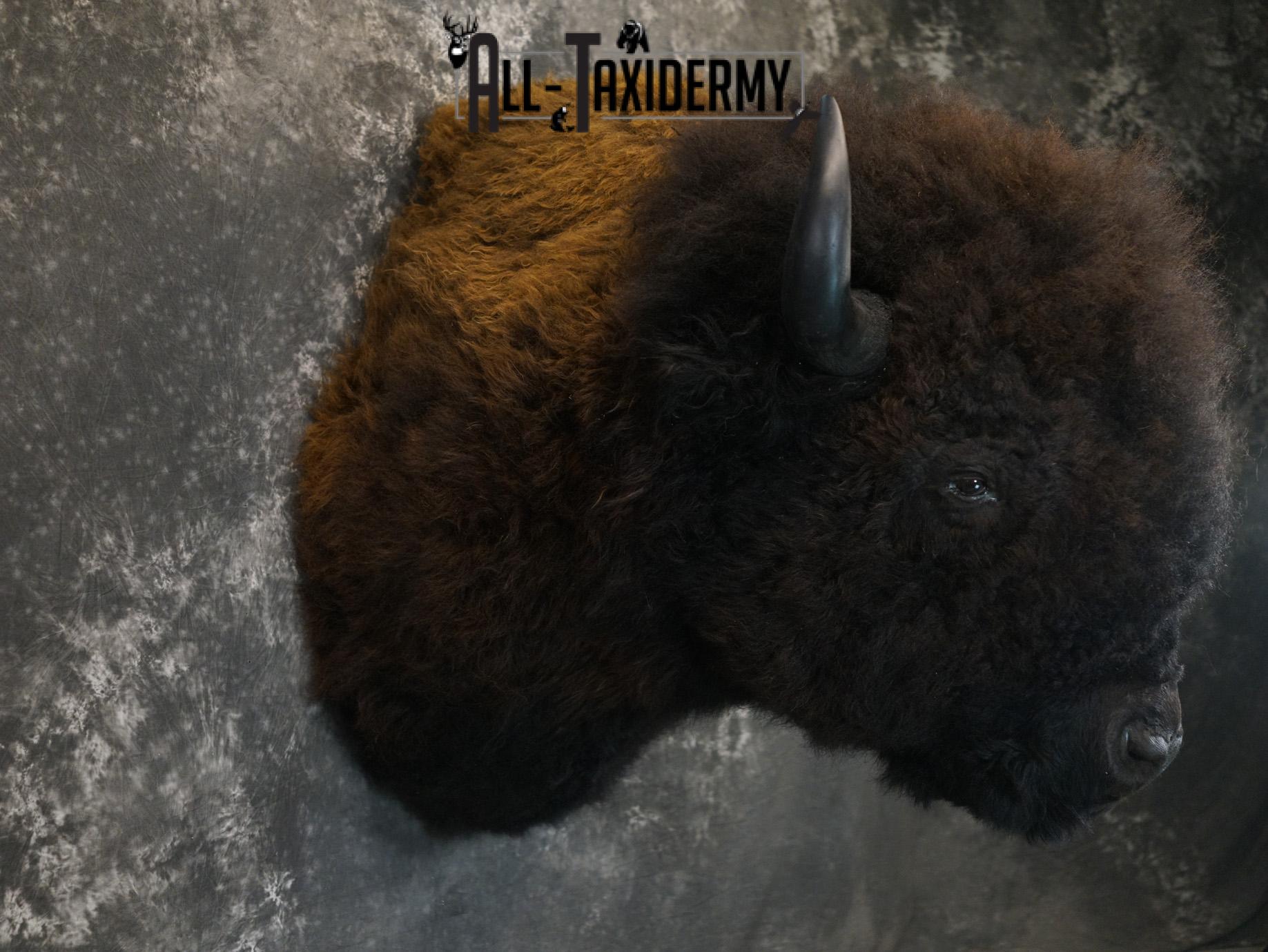 Bison Taxidermy HUGE Shoulder mount for Sale SKU 1477 - Image 10