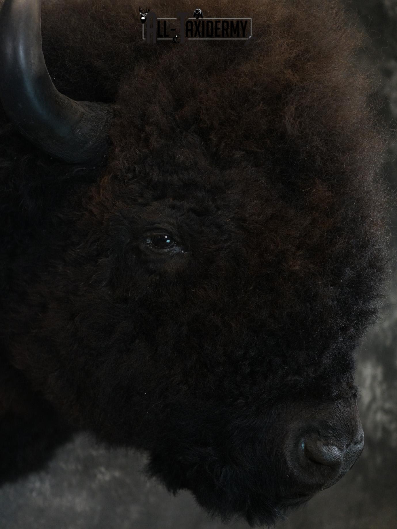 Bison Taxidermy HUGE Shoulder mount for Sale SKU 1477 - Image 9