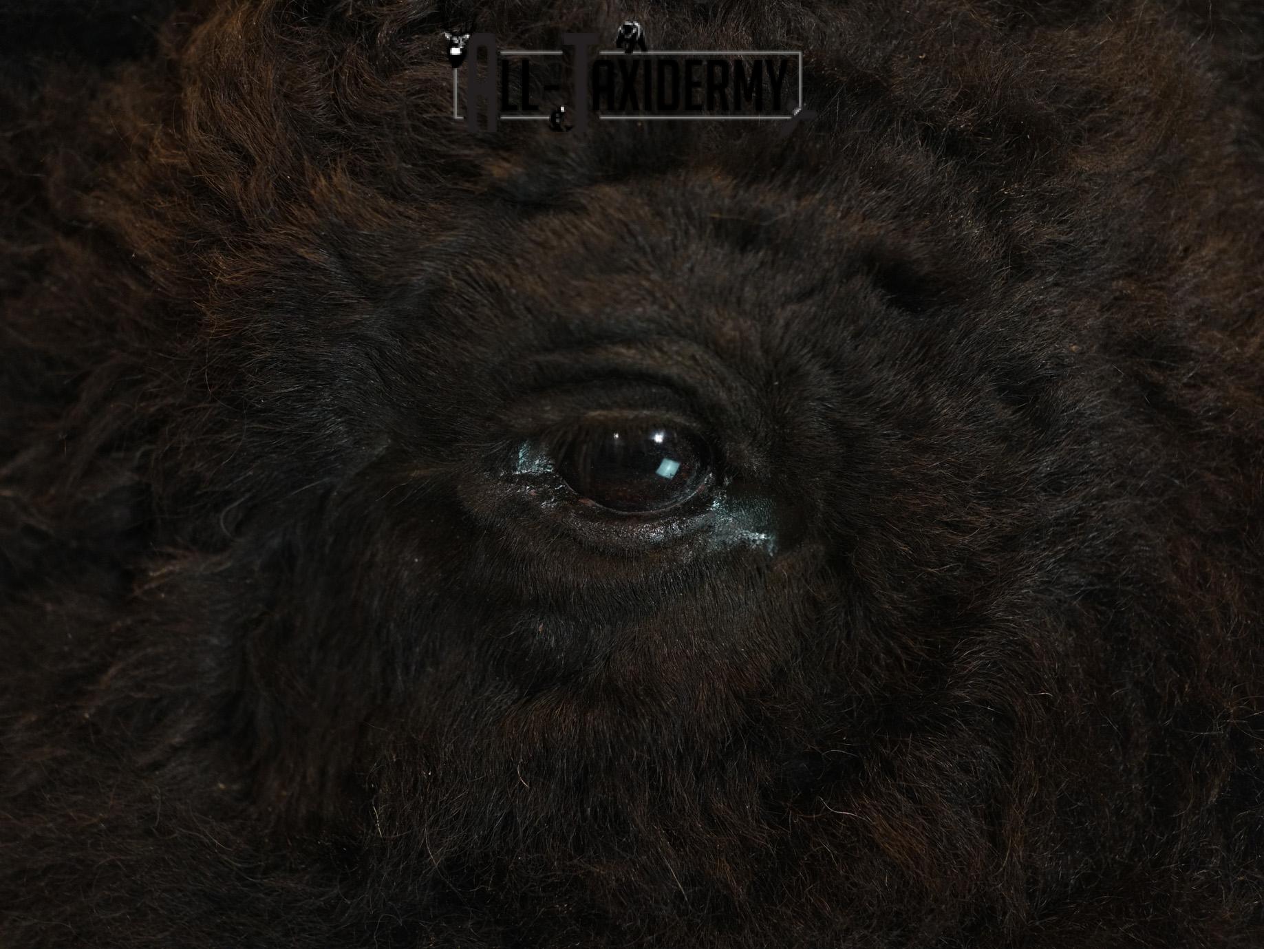 Bison Taxidermy HUGE Shoulder mount for Sale SKU 1477 - Image 8