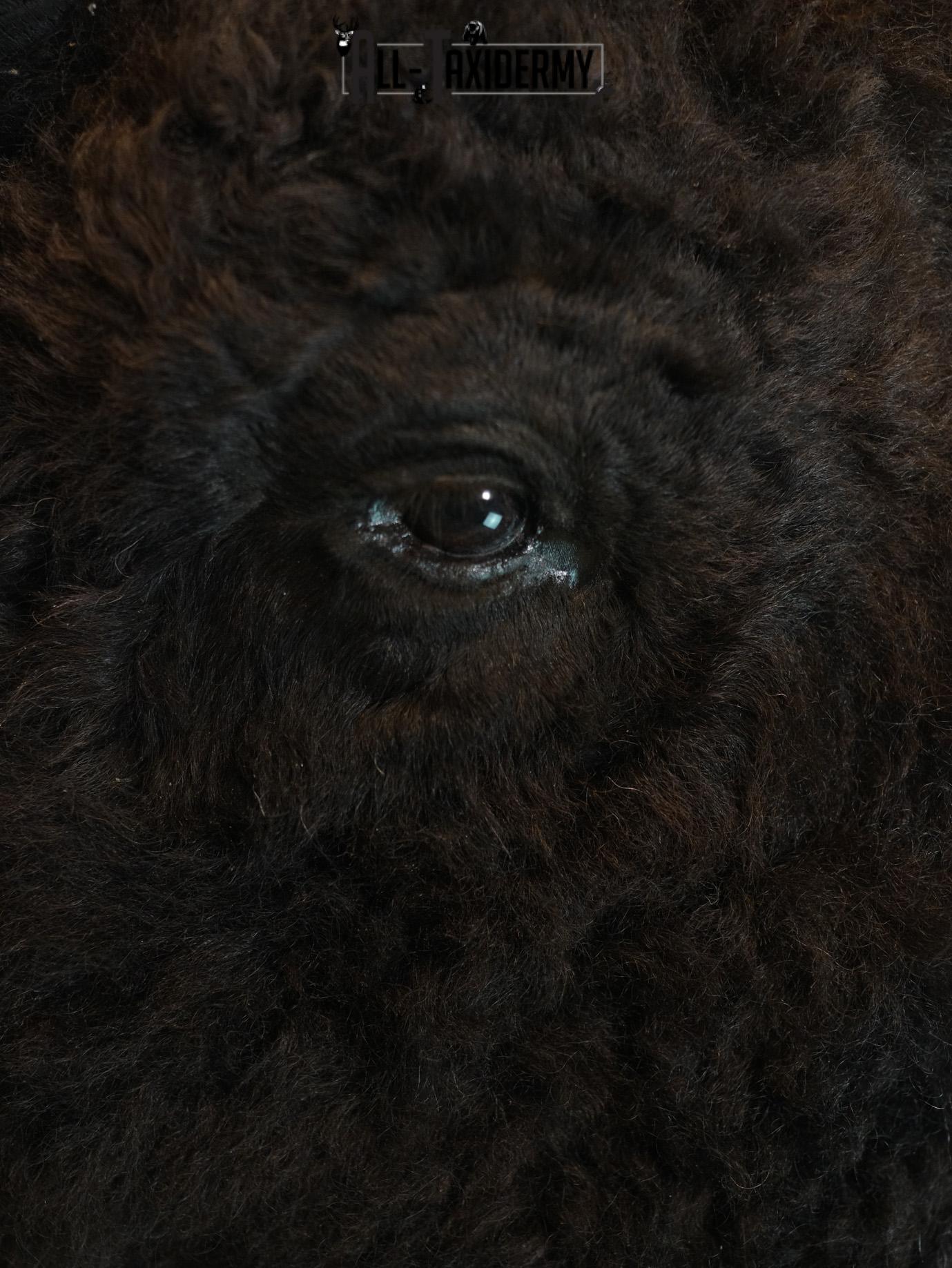 Bison Taxidermy HUGE Shoulder mount for Sale SKU 1477 - Image 7