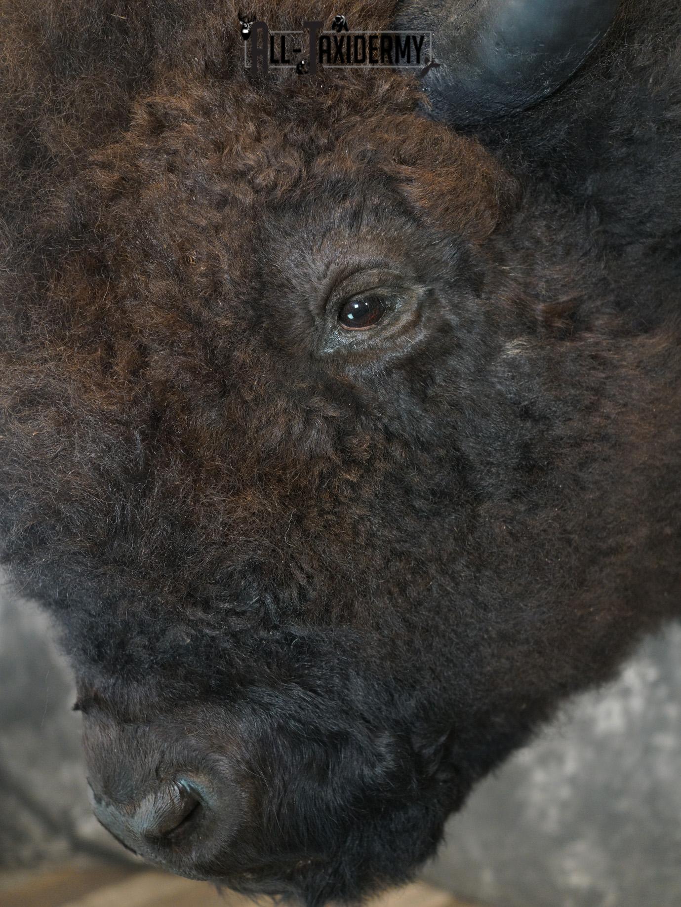 Bison Taxidermy HUGE Shoulder mount for Sale SKU 1477 - Image 6