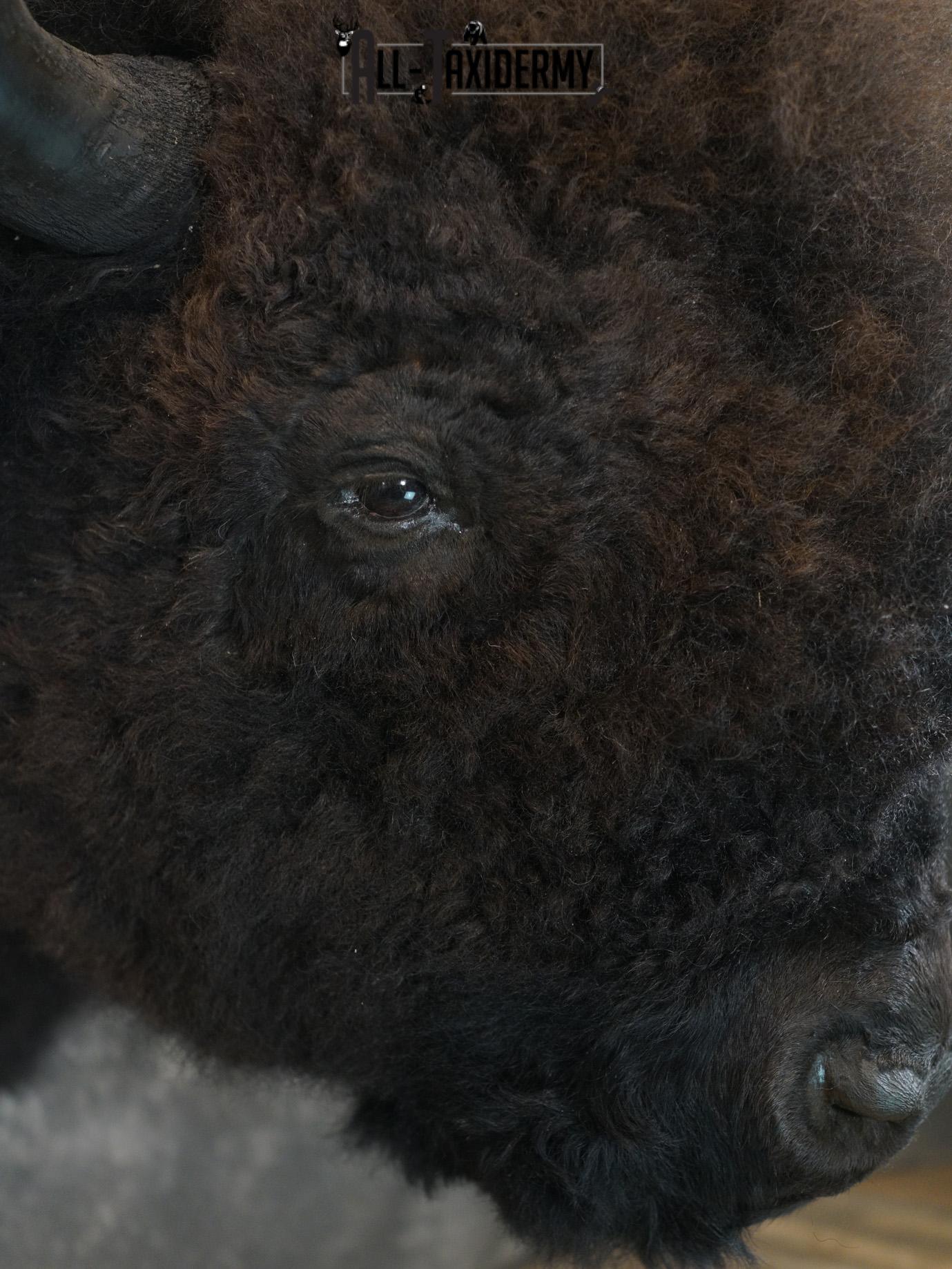 Bison Taxidermy HUGE Shoulder mount for Sale SKU 1477 - Image 5