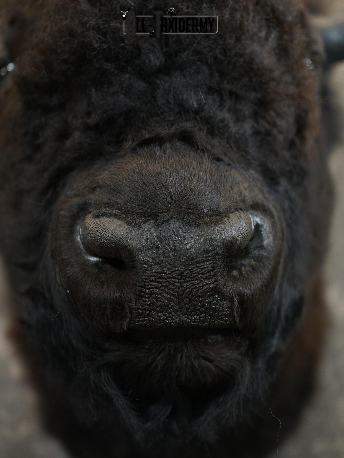 Bison Taxidermy HUGE Shoulder mount for Sale SKU 1477 - Image 4