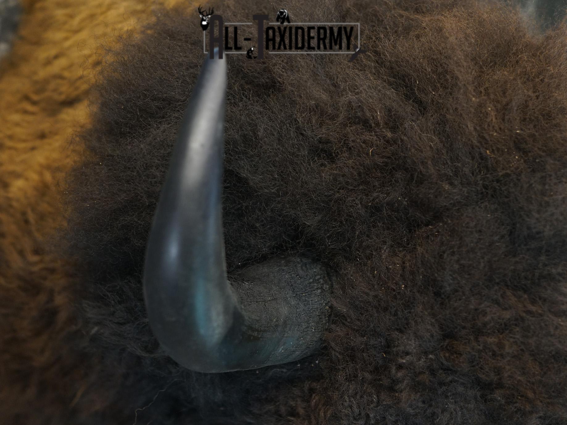 Bison Taxidermy HUGE Shoulder mount for Sale SKU 1477 - Image 3