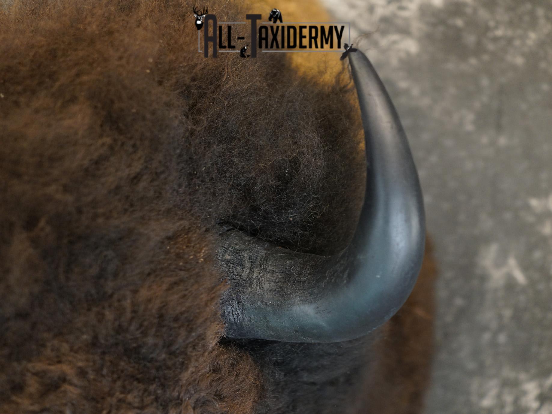 Bison Taxidermy HUGE Shoulder mount for Sale SKU 1477 - Image 2