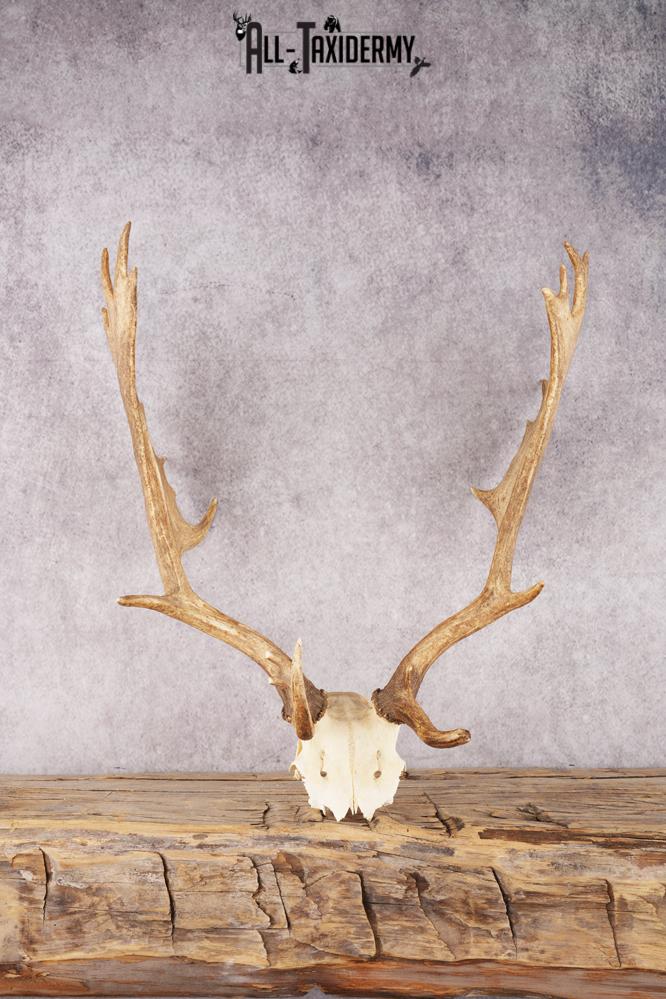 Fallow Deer Skull taxidermy mount SKU 2309