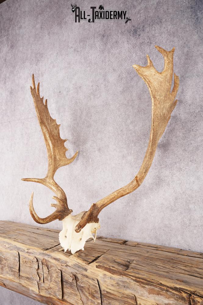 Fallow Deer Skull taxidermy mount SKU 2309 - Image 3