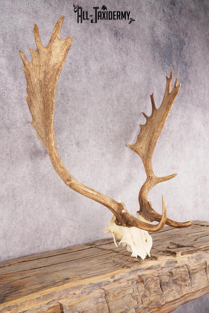 Fallow Deer Skull taxidermy mount SKU 2309 - Image 2