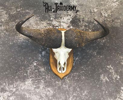 43" African Cape buffalo taxidermy skull SKU 2238 - Image 2