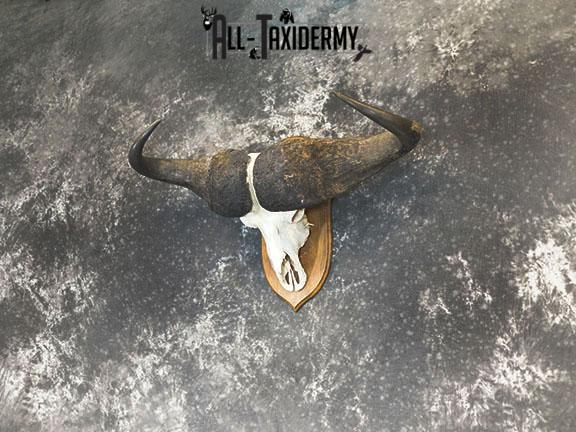 43" African Cape buffalo taxidermy skull SKU 2238 - Image 6