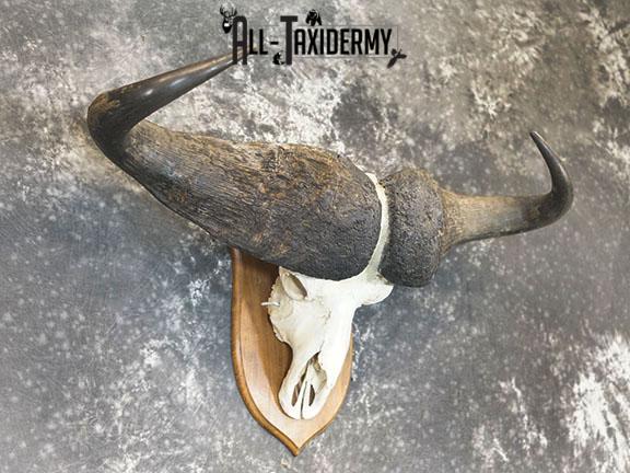 43" African Cape buffalo taxidermy skull SKU 2238 - Image 4