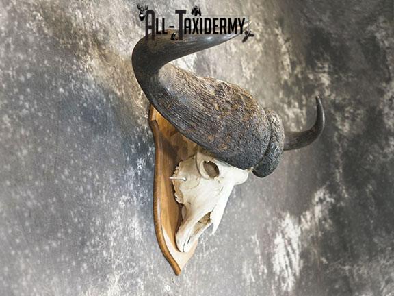 43" African Cape buffalo taxidermy skull SKU 2238 - Image 3