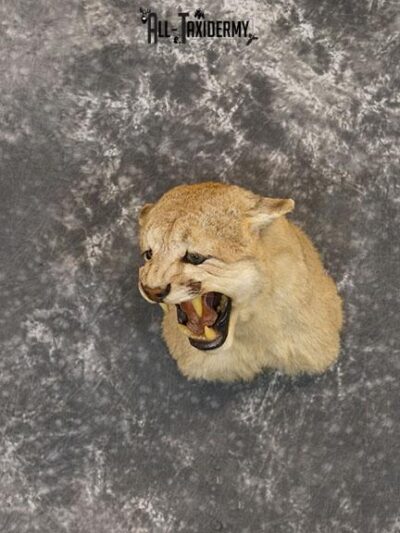Mountain lion taxidermy shoulder mount SKU 2237