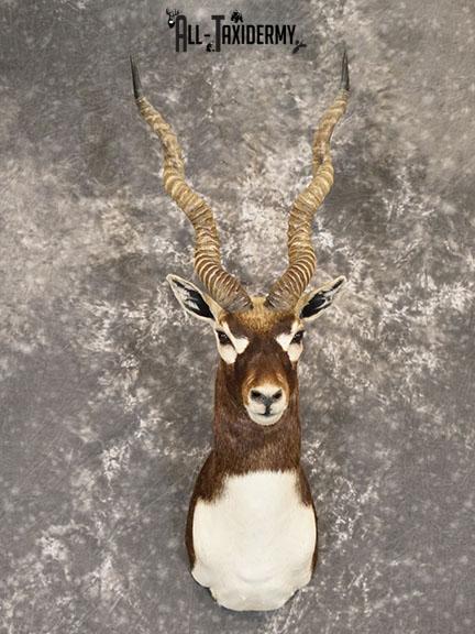 Indian Blackbuck taxidermy mount SKU 2232
