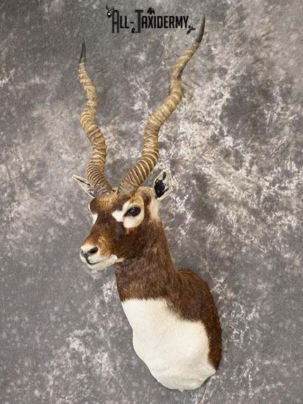 Indian Blackbuck taxidermy mount SKU 2232 - Image 8