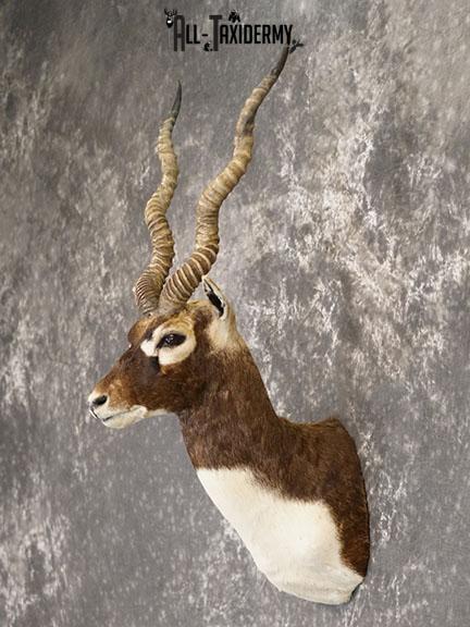 Indian Blackbuck taxidermy mount SKU 2232 - Image 7