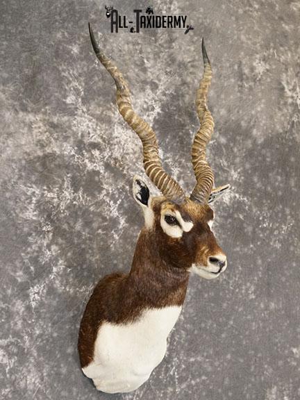 Indian Blackbuck taxidermy mount SKU 2232 - Image 6