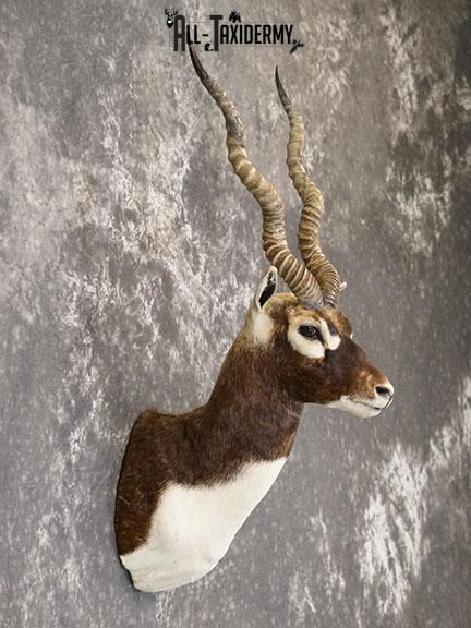 Indian Blackbuck taxidermy mount SKU 2232 - Image 5