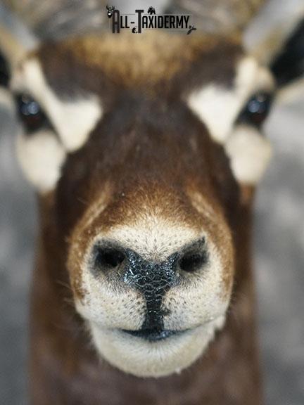 Indian Blackbuck taxidermy mount SKU 2232 - Image 4