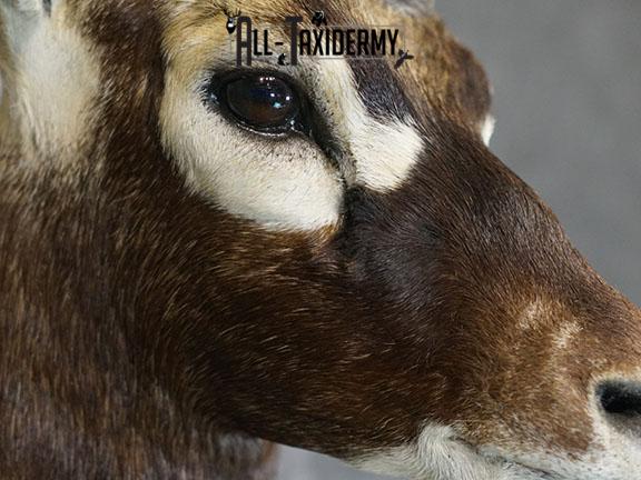 Indian Blackbuck taxidermy mount SKU 2232 - Image 3