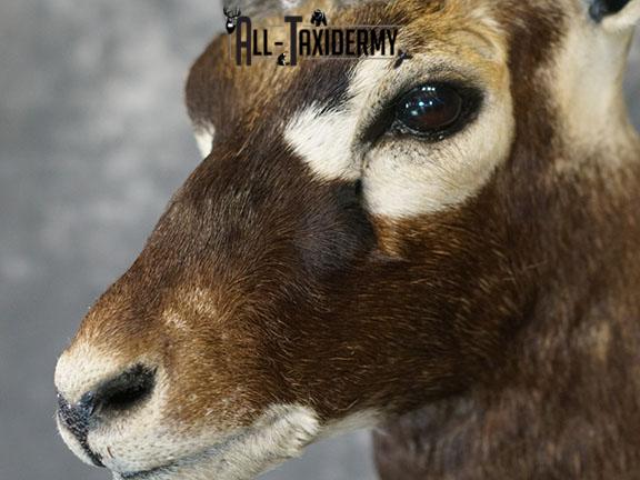 Indian Blackbuck taxidermy mount SKU 2232 - Image 2