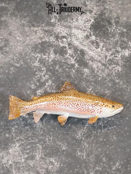 28" Steelhead Trout taxidermy mount SKU 2228